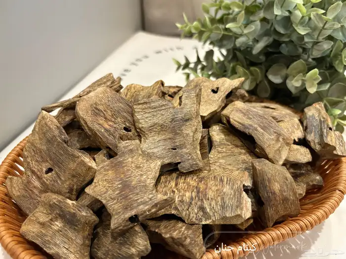 عود كينام مستزرع طبيعي 0