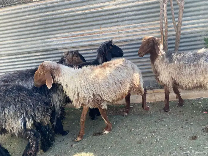 عرب فاخره 3