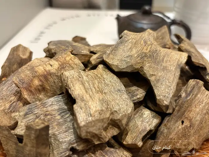 عود كينام مستزرع طبيعي 2