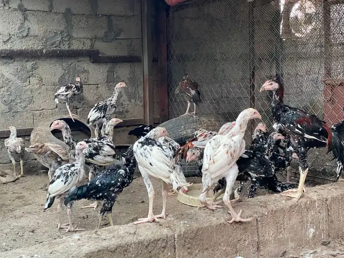 للبيع دجاج باكستاني سندي جمله 0