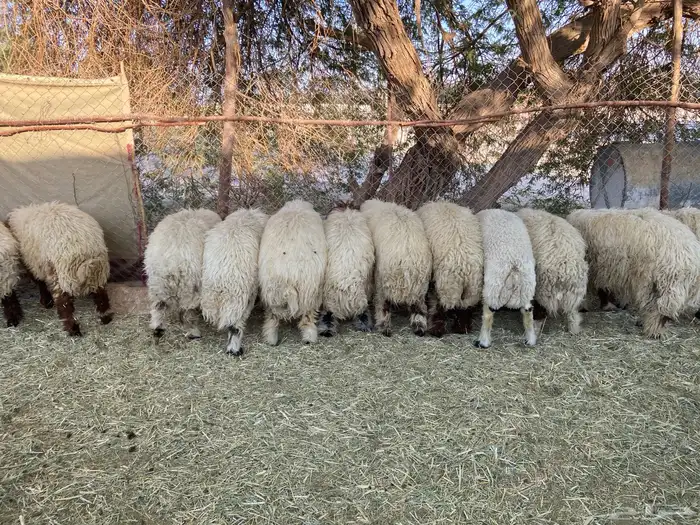 11 طلي جذعان نعيم بلدي طيبه 1