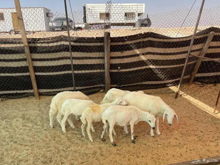 طليان بهم حري 3