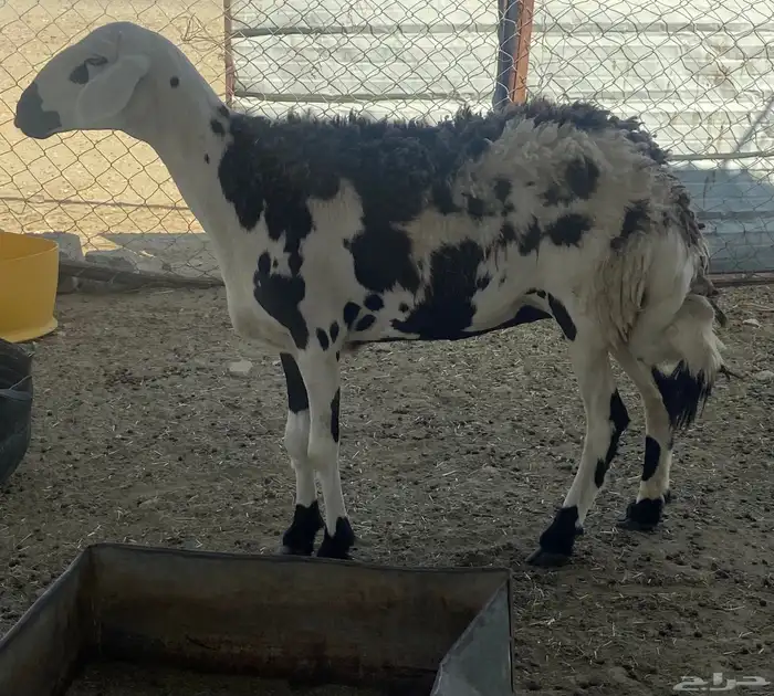 شاه دافع 1