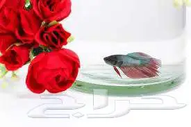 سمك فايتر سلاحف هامستر محل نوادر خميس مشيط 7