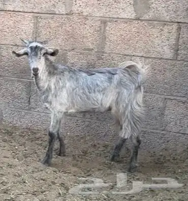 تيس ذبحة بري من حلالي 0