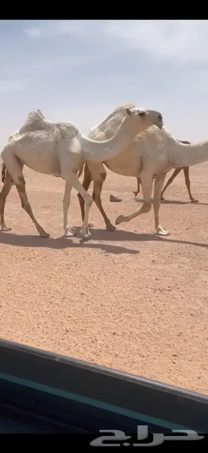 للبيع بكره حقه باتليه كفووو 0