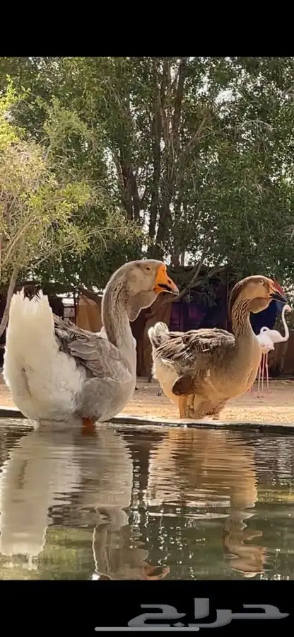 وز روسي صنف منتج 0