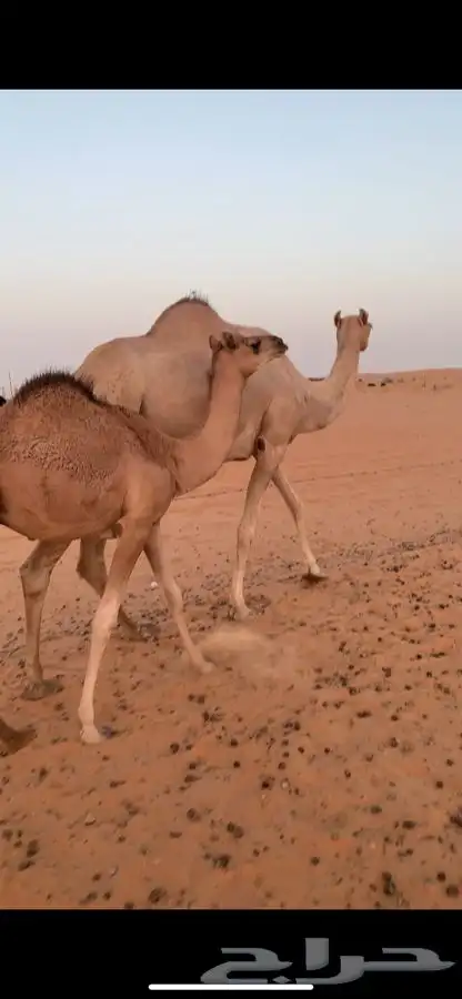 ناقه اصيل للبيع 2