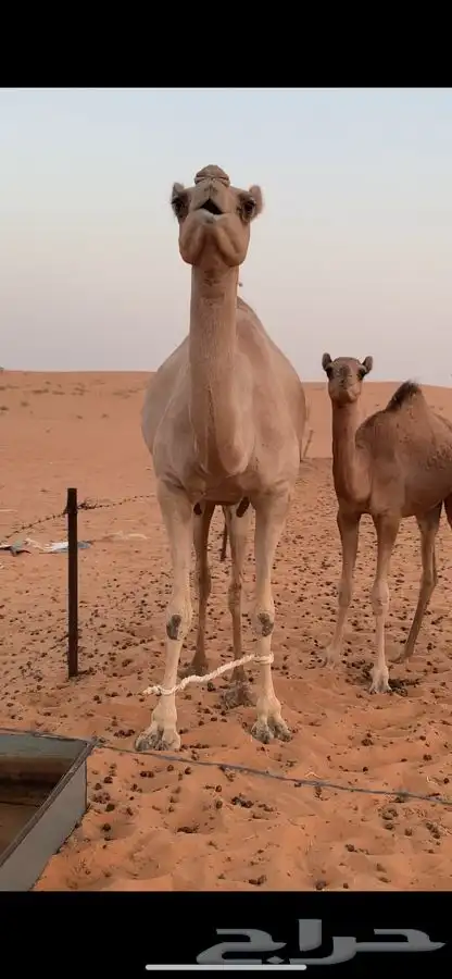 ناقه اصيل للبيع 1