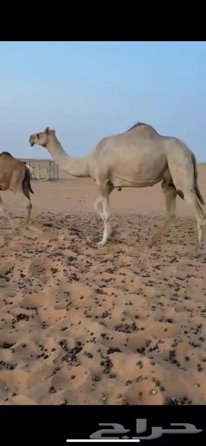 ناقه اصيل للبيع 0