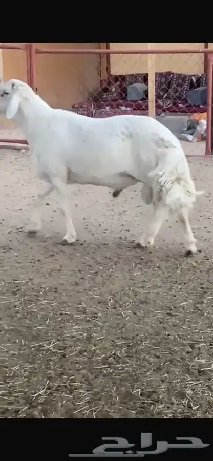 فحل رباع صنف مشروط 6