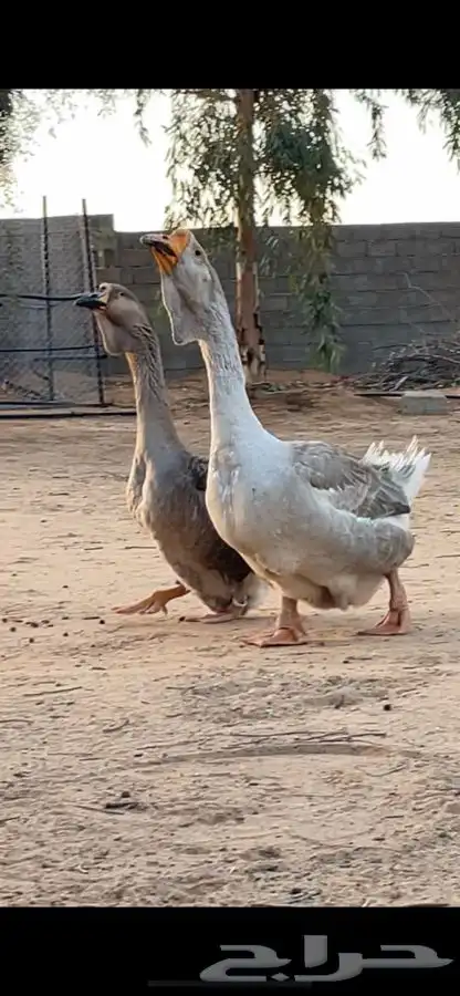 وز روسي صنف منتج 1