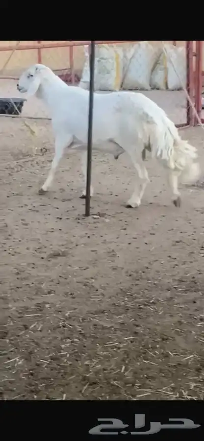 فحل رباع صنف مشروط 2