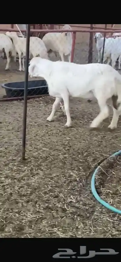 فحل رباع صنف مشروط 5