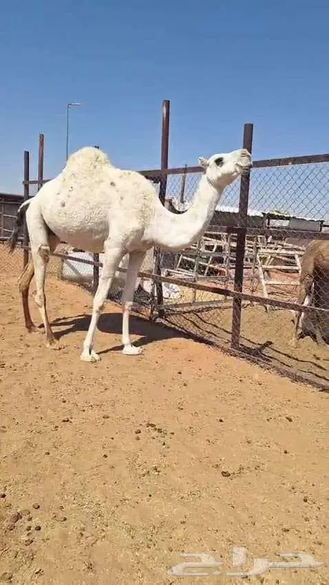 لقحه بكر 0