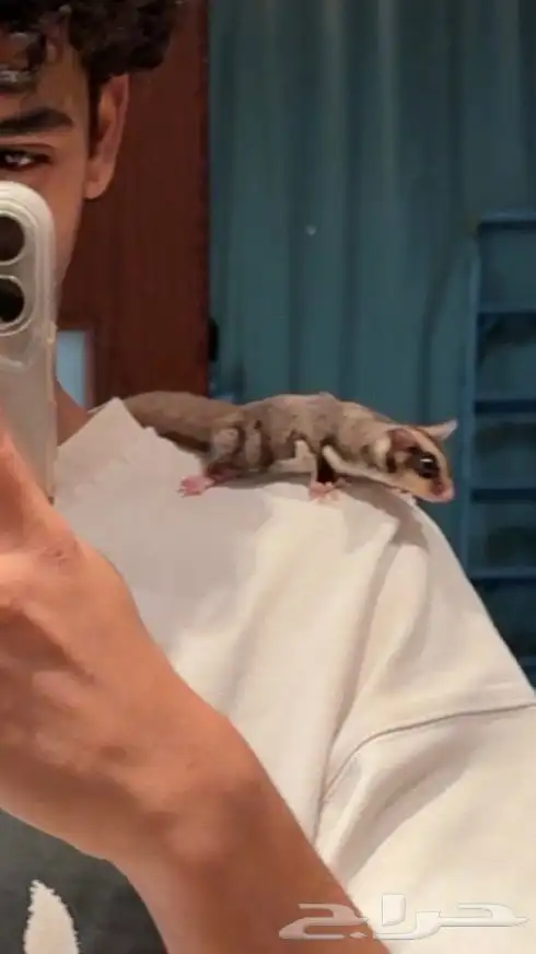 سنجاب طائر او Sugar Glider 3