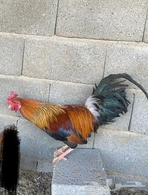 ديك عربي اصيل 0