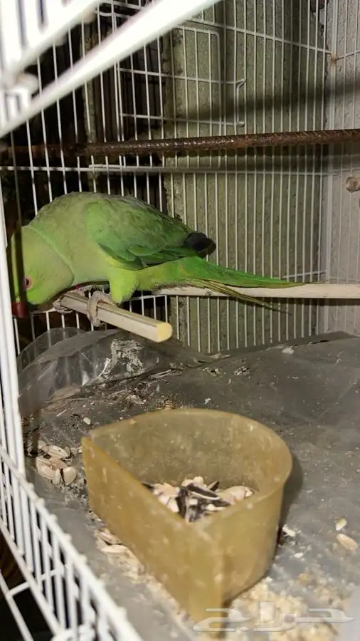 درة هنديه 2