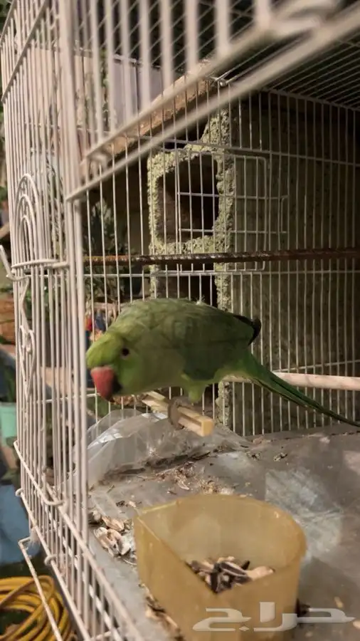 درة هنديه 0