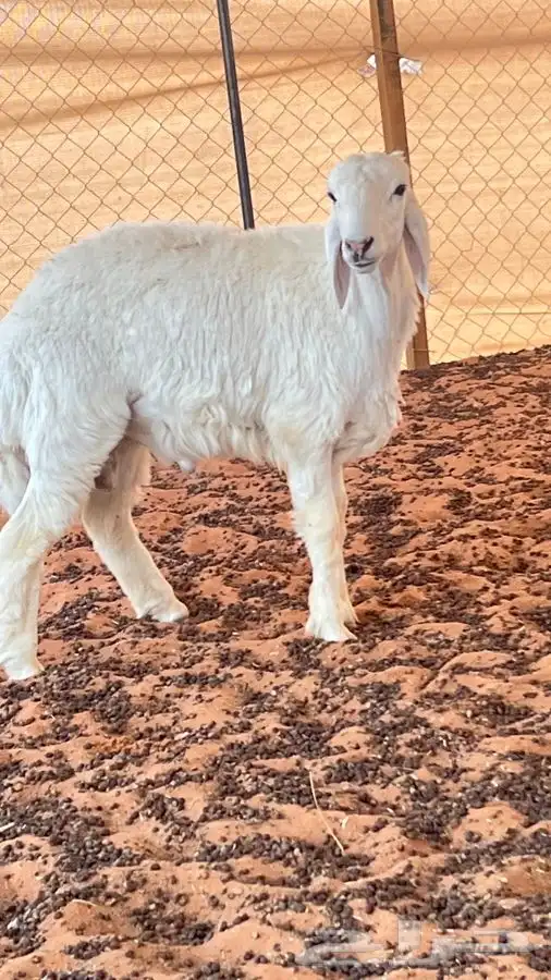 ابو عبدالله للذبايح 1