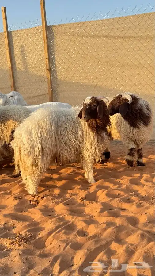 ابو عبدالله للذبايح 5