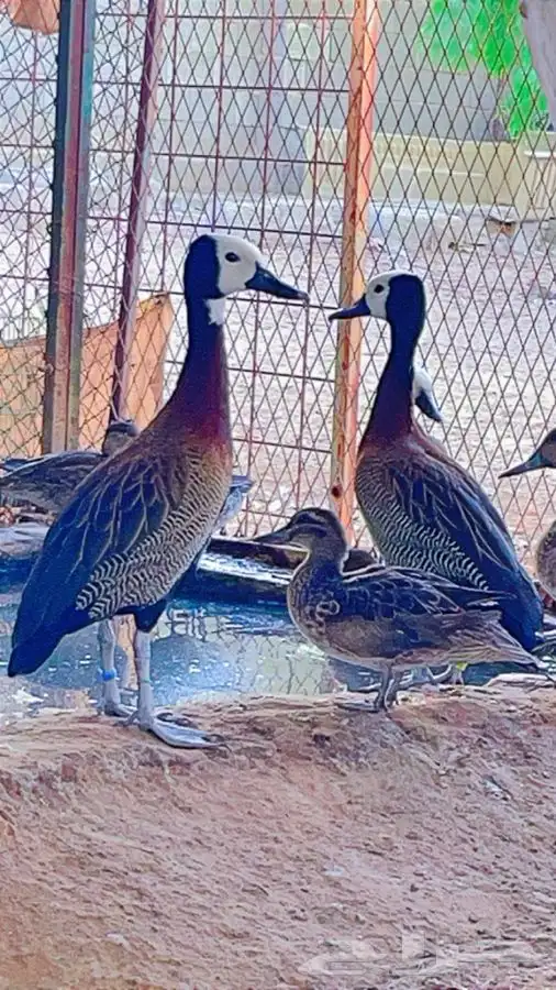 نوادر البط جوز وايت فيس الصفاري 0