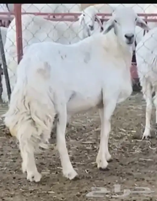 فحل رباع صنف مشروط 4