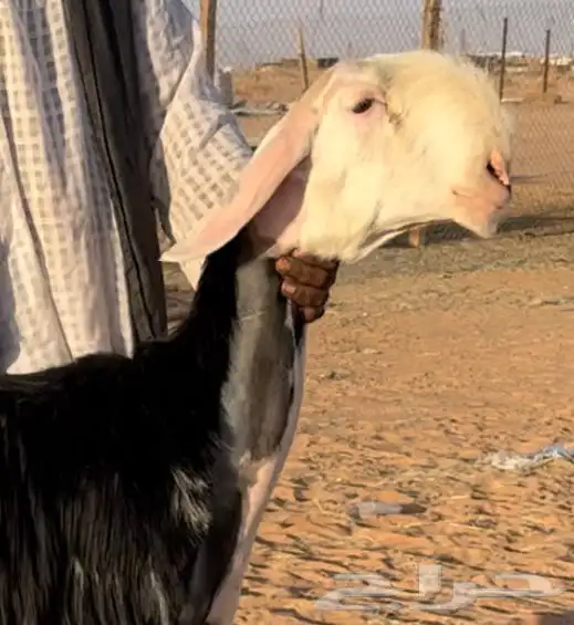 رخل نجديه نادره 4