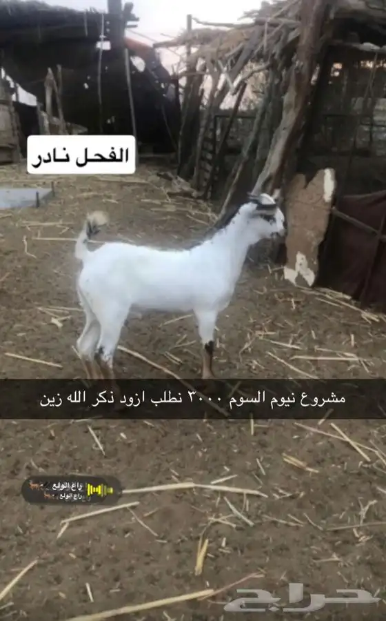 فحل جدع العمر سبعه شهور عليه 3000 ونطلب ازود 0