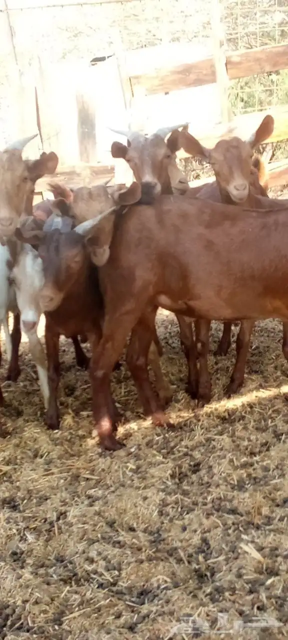 تيوس دهم محايليه جذعان مخاصي 3