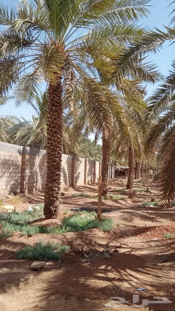 نخل برحي 0
