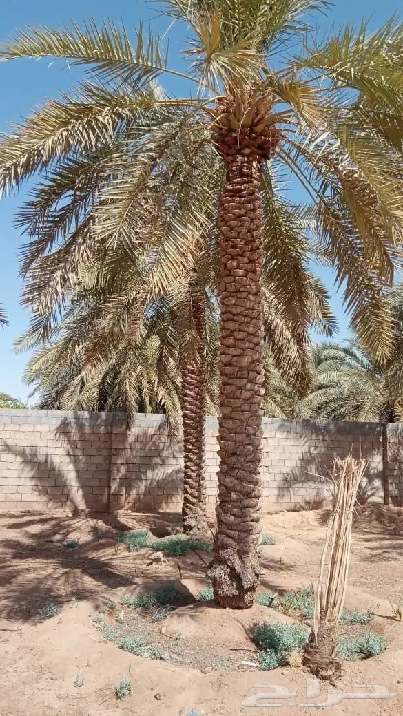 نخل برحي 2