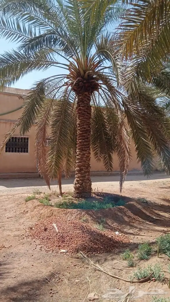 نخل برحي 1