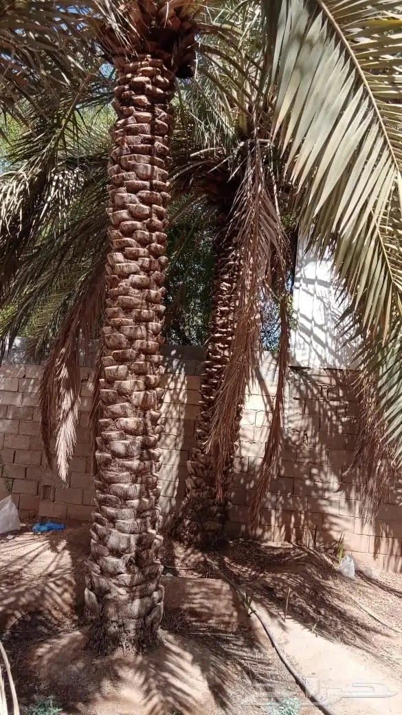 نخل برحي 4
