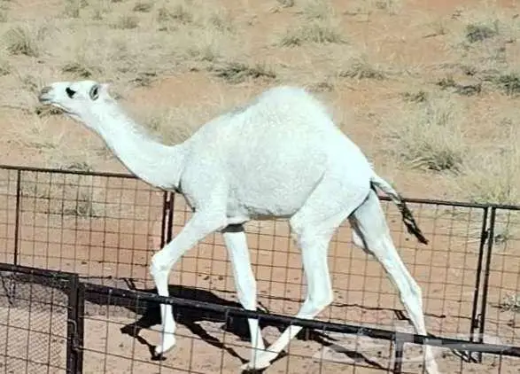 قعود طيب للبيع 0