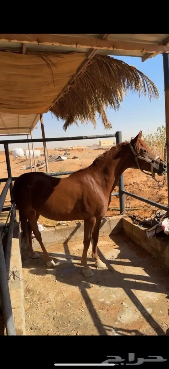 فرس للقاح خط جمال 0