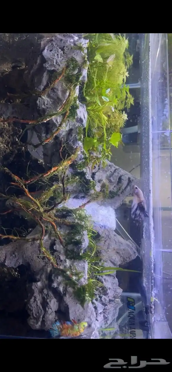 حوض أكواريوم بنظام الكهف   تصميم مميز وفريد 2