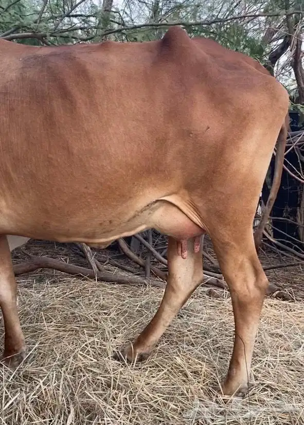 بقر للبيع 5
