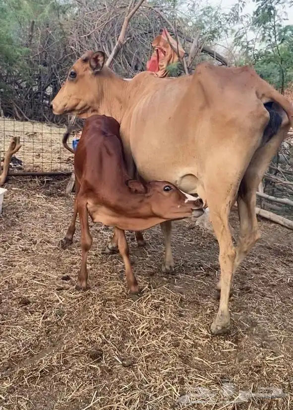 بقر للبيع 0