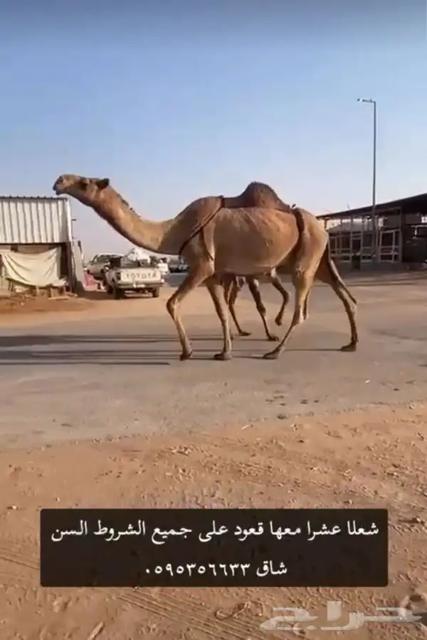 عشرا شعلا عدال كفو معها قعود 1