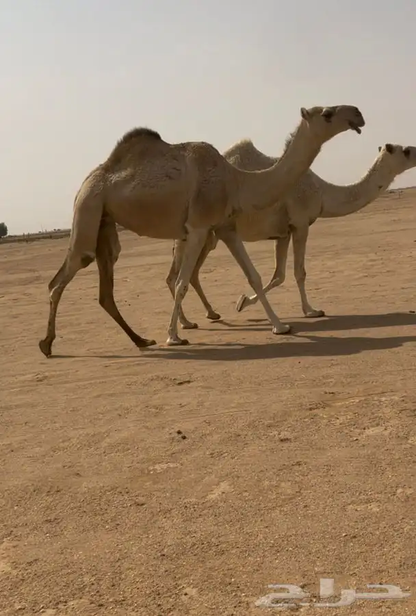 للبيع البكره 0