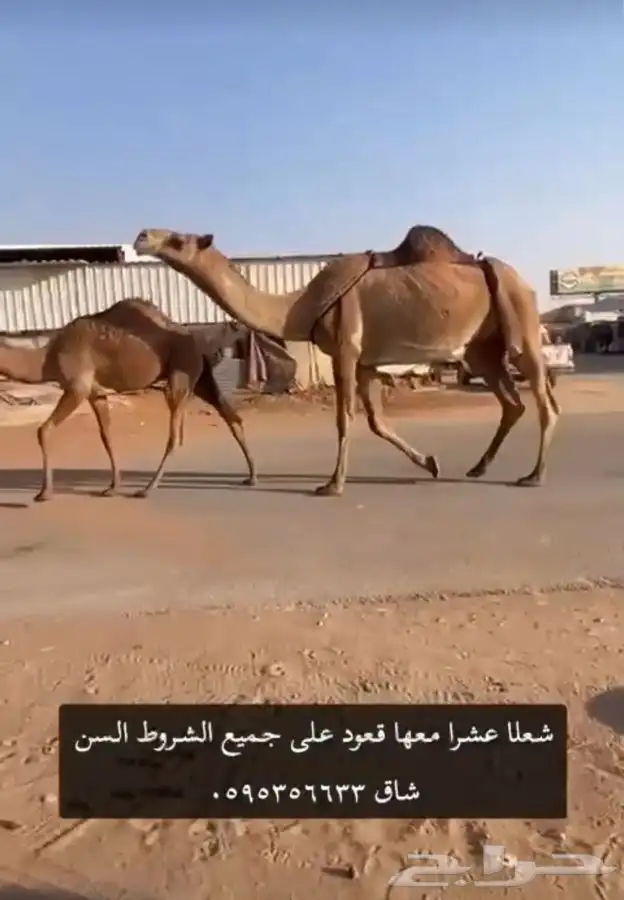عشرا شعلا عدال كفو معها قعود 0