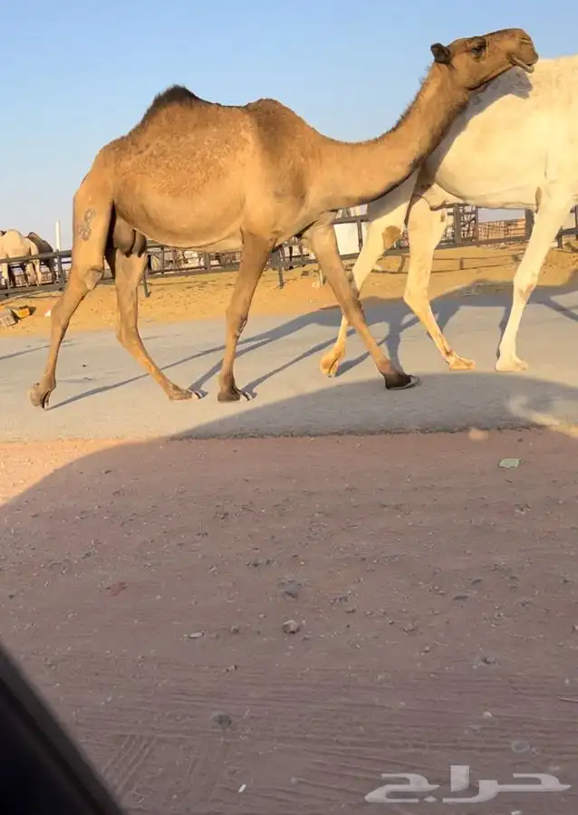 للبيع ناقه ضروبه كفو 2