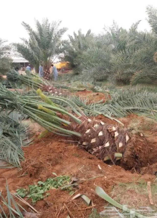 ابو هدله لتوريد النخيل والواشنطن داخل وخاج المملكه 1