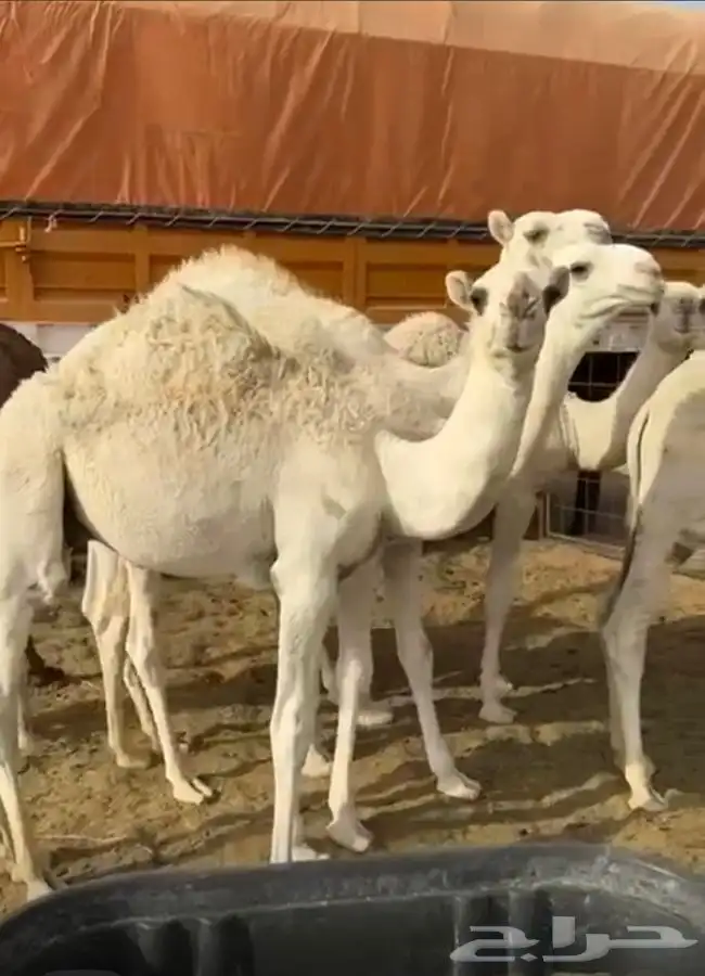 قعدان 0