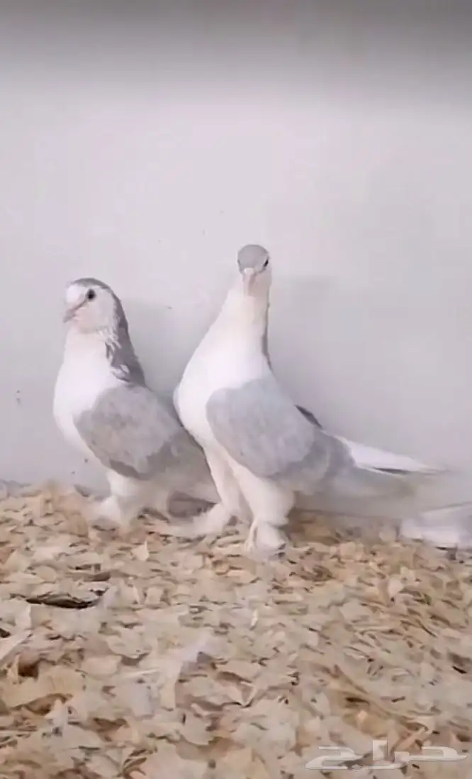 زوج حمام شرازي 0