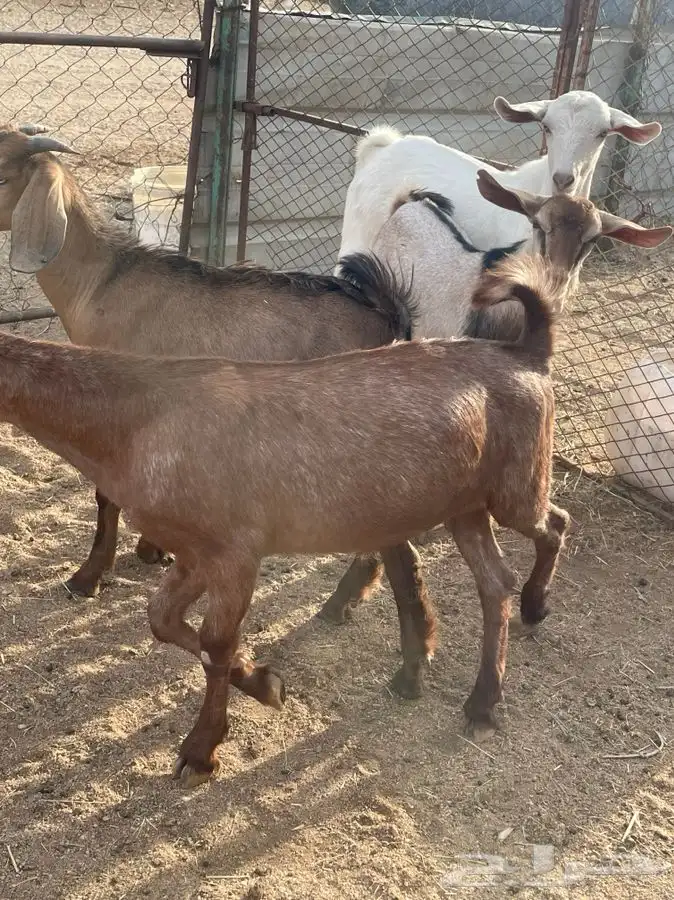 عرس للبيع سمان وصحاح تيوس 3