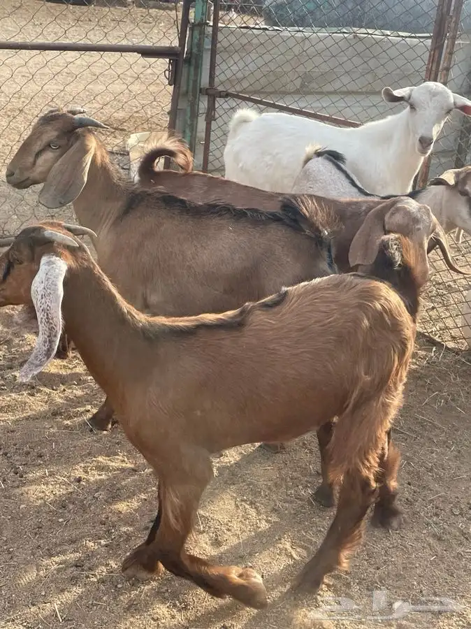 عرس للبيع سمان وصحاح تيوس 2