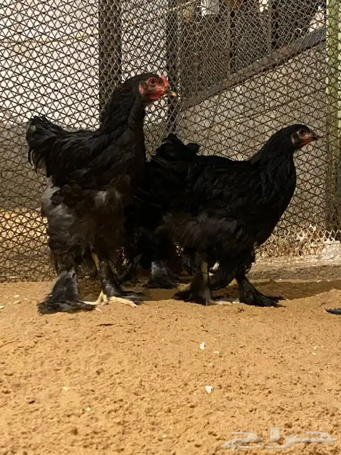 طقم براهما اسود 0
