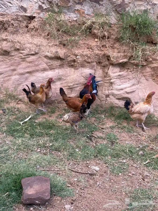 دجاج بلدي 2